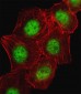 CREB1 Antibody (Center)
